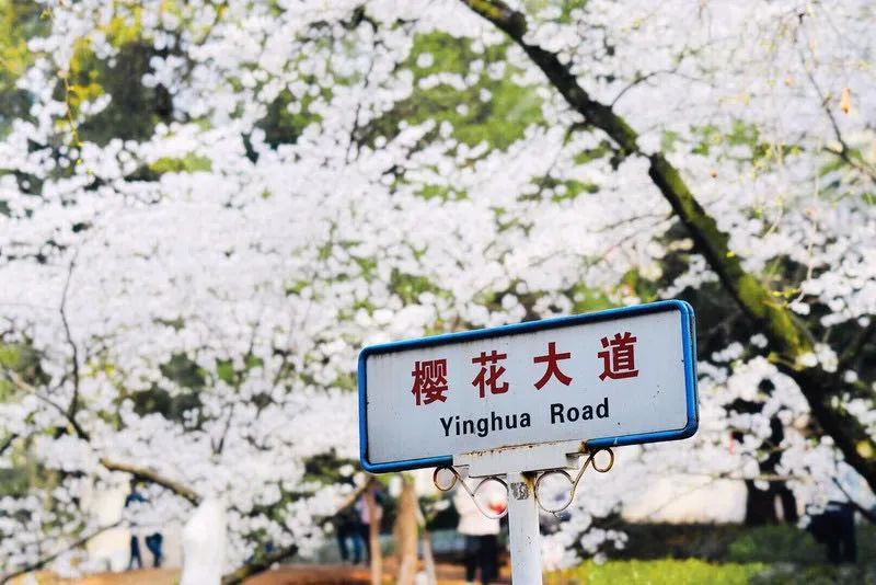 武汉终于解封！待到樱花再开时，相约这座英雄城市可好？