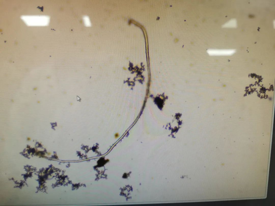 油焖笋长毛了还能吃吗,油焖笋中有白色物质