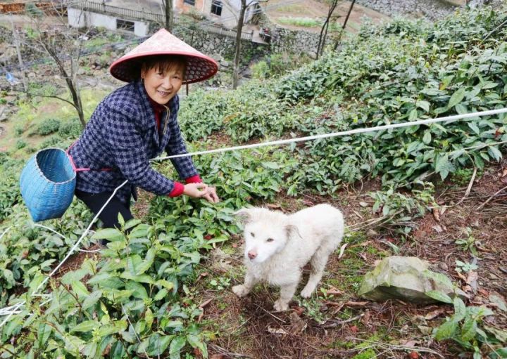 好茶不怕晚，好茶很好喝……今年不容易，好茶还不贵！“特惠版”东坑“雨前茶”今天上线