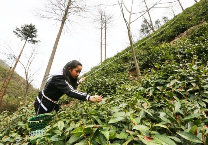好茶不怕晚，好茶很好喝……今年不容易，好茶还不贵！“特惠版”东坑“雨前茶”今天上线
