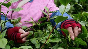 喝一口就忘不了的特级明前龙井,一年一次的明前龙井怎能错过