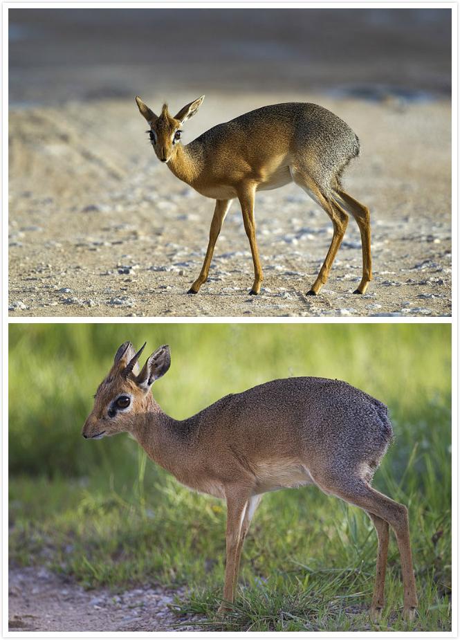 动物界中唯一一种一妻一夫的动物,世界上有哪些动物是一夫一妻制