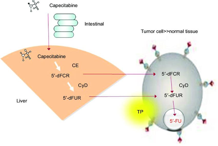 JCO重磅：三阴乳腺癌患者的福音！中国首个三阴乳腺癌辅助治疗数据发表，“中国方案”可使患者术后5年无病生存率提高到86.3%