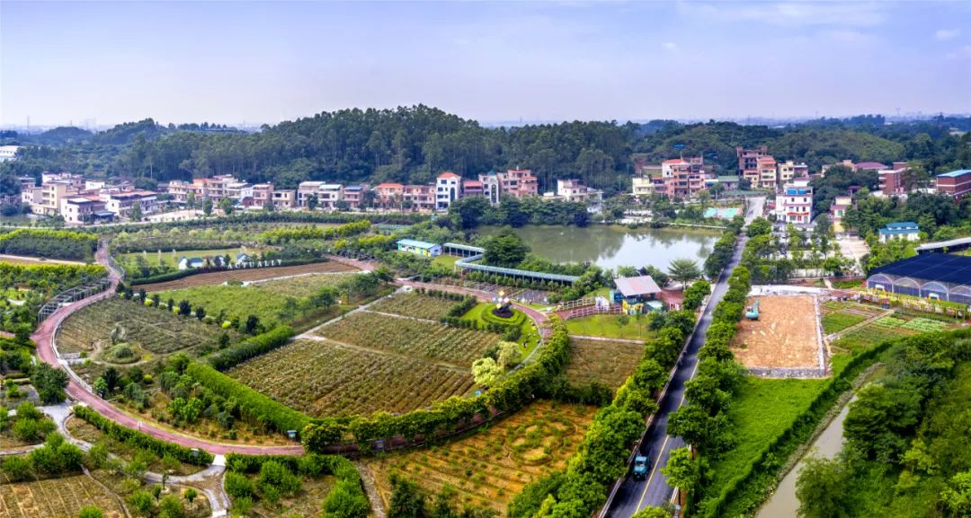 村集体经济股份合作社成功案例,首批农村集体经济组织股权