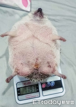 刺猬1.2kg胖成球　兽医惊讶没见过