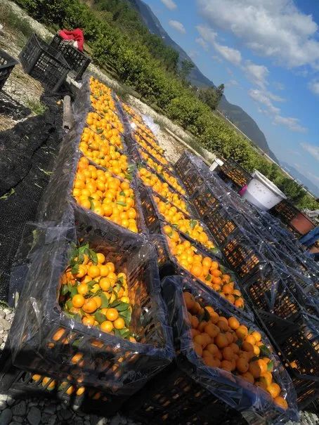 橙子哥创业记,橘子创业记