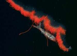 深海发现40多米的水母,深海发现巨型水母