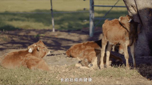 什么奶营养价值高补钙,脱脂补钙奶粉中年吃的哪个牌子好