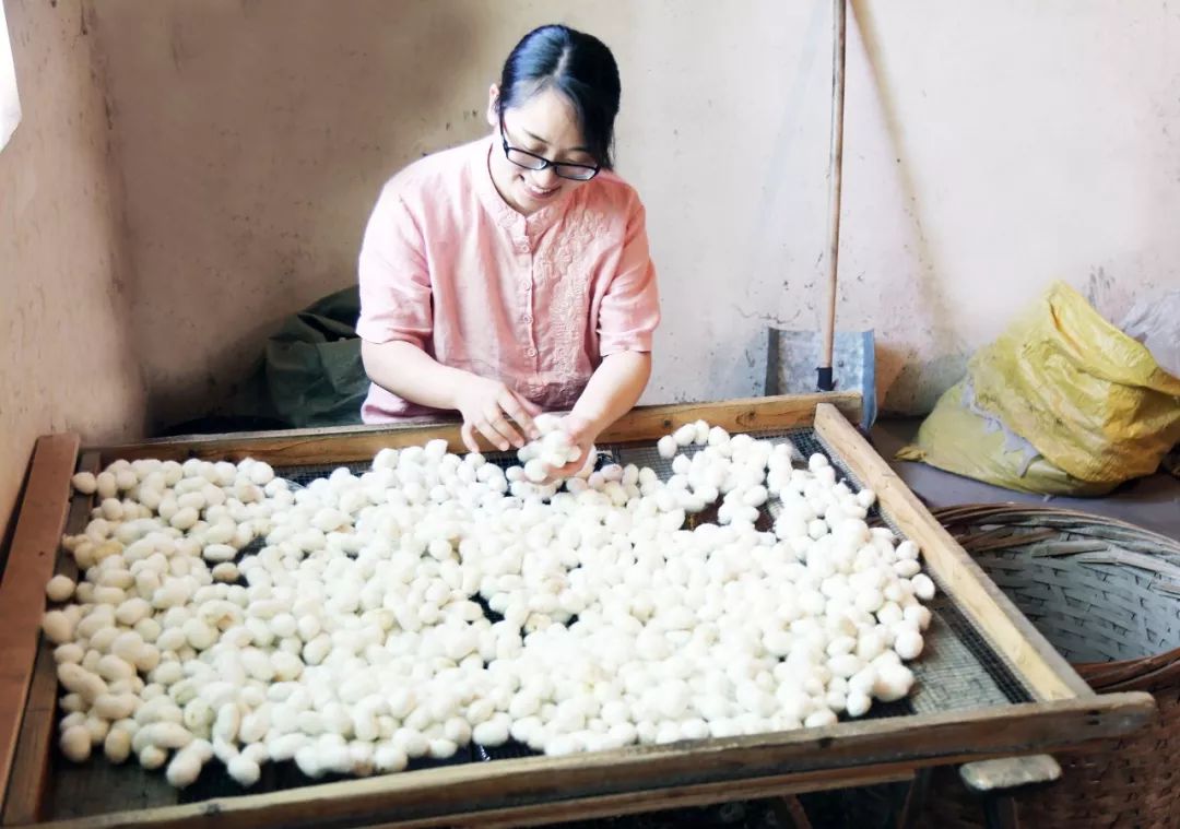 蚕丝被相关报道,桑蚕丝被曝光