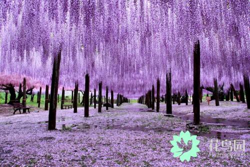 紫藤树美景日本,日本最美紫藤树