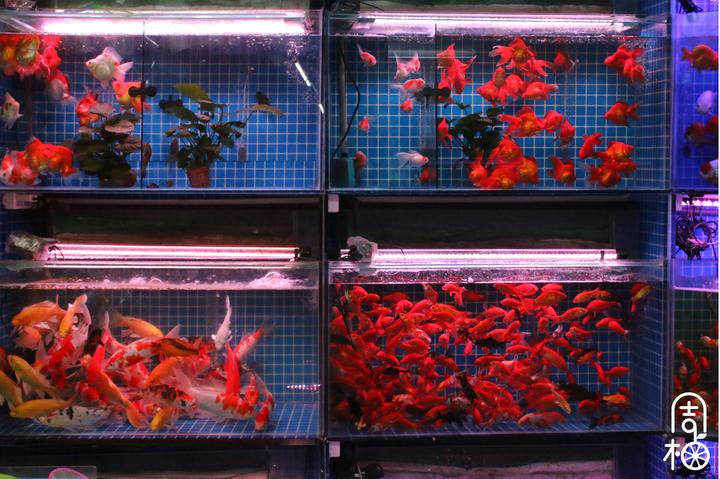 吴山游玩攻略,吴山景区自由行热门攻略