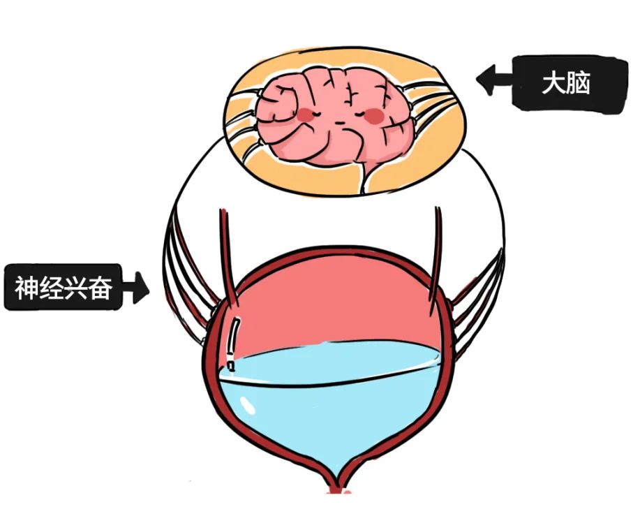漫画科普：那些憋住的尿，最终都流向了哪里？