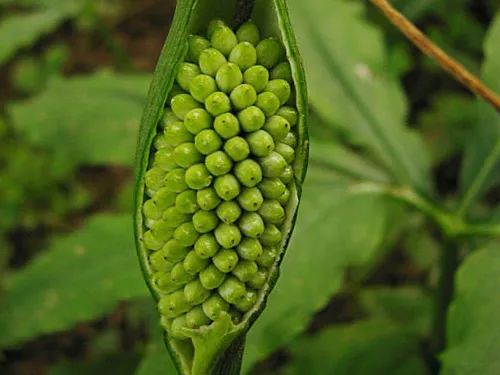 春季野菜不要随便挖这些野菜有毒,四月踏青路边的野菜能采吗