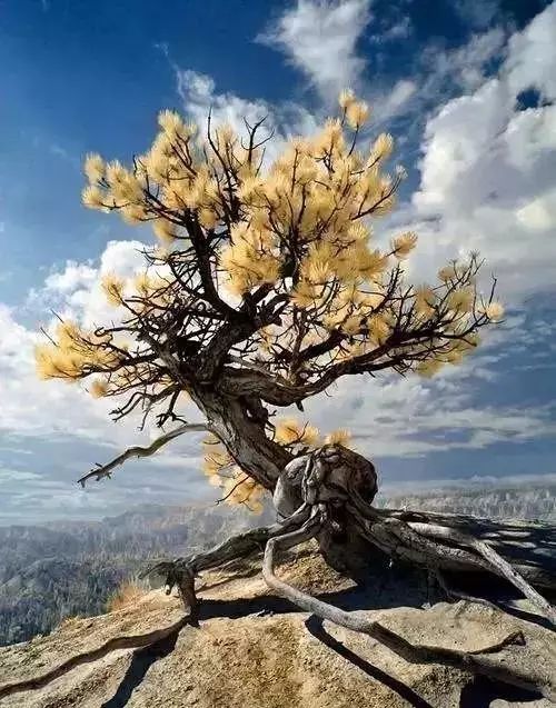 30缸一棵莫斯树造景,莫斯树和丹麦红玫瑰造景