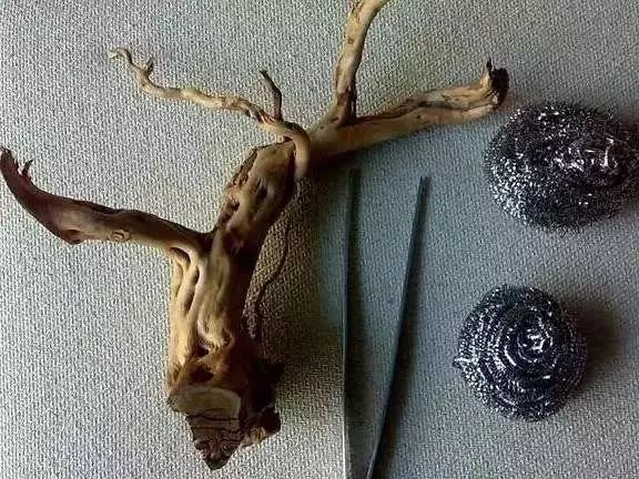 30缸一棵莫斯树造景,莫斯树和丹麦红玫瑰造景