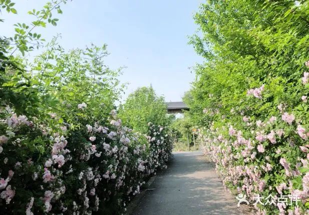 成都一日游打卡必备,成都网红打卡景点一日游