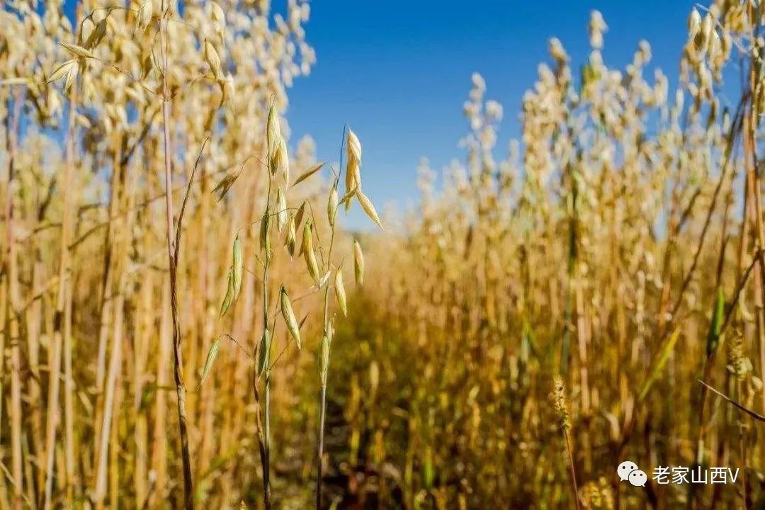 莜麦的吃法与做法大全,莜麦面的千层套路