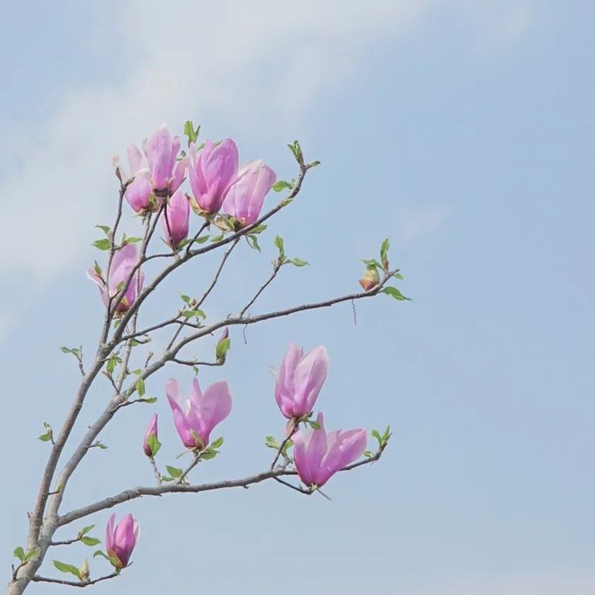 从燕园到家乡丨一种相思，两处*光春**