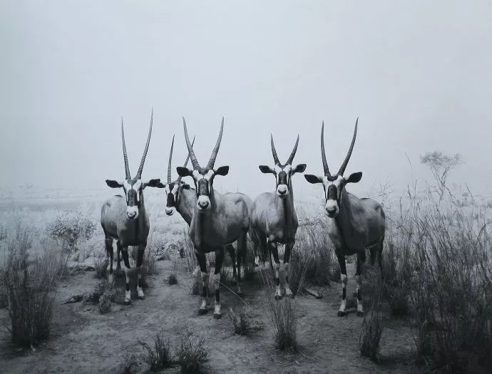 日本在世当代艺术家,日本当代艺术家太阳花