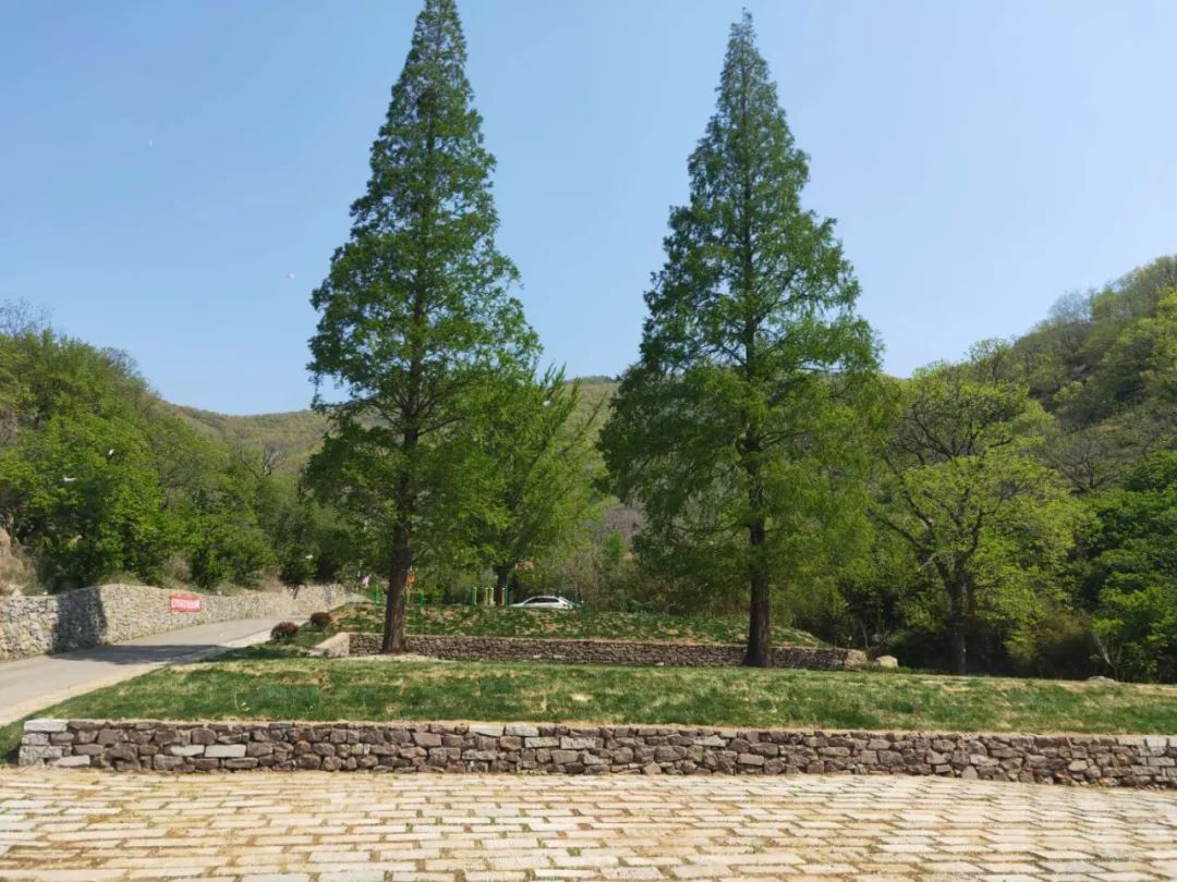 樱桃熟了五一好去处,采摘樱桃好去处五莲