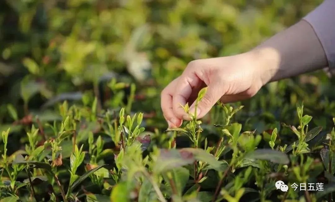 樱桃熟了五一好去处,采摘樱桃好去处五莲