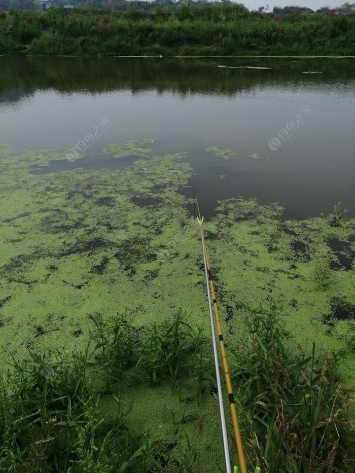 老钓友用什么钓鲫鱼,老钓友钓鱼技巧