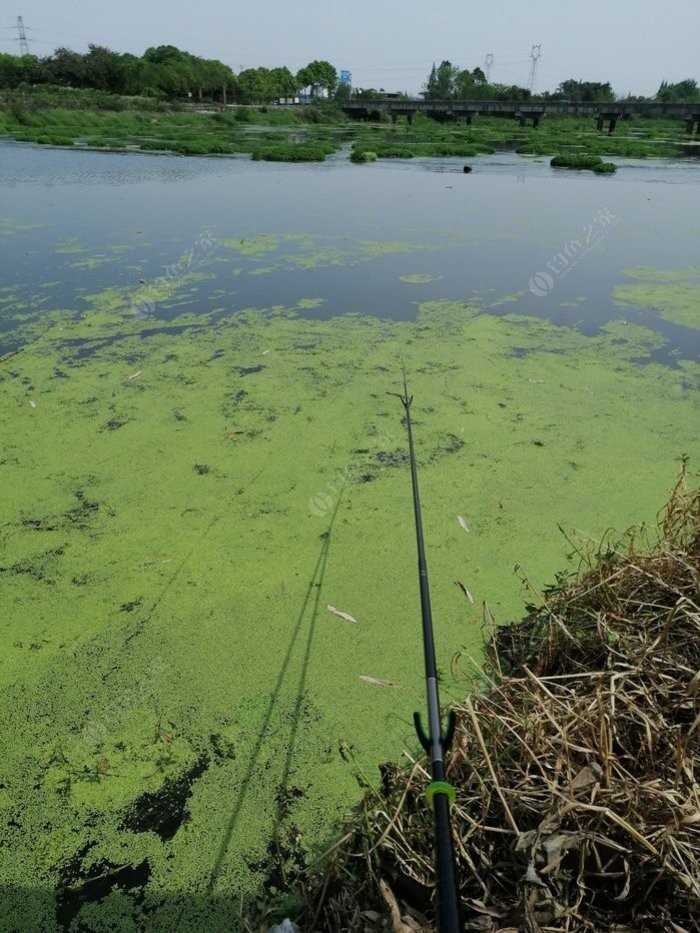 老钓友用什么钓鲫鱼,老钓友钓鱼技巧