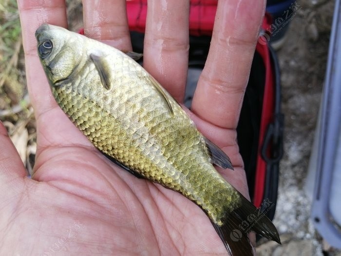 老钓友用什么钓鲫鱼,老钓友钓鱼技巧