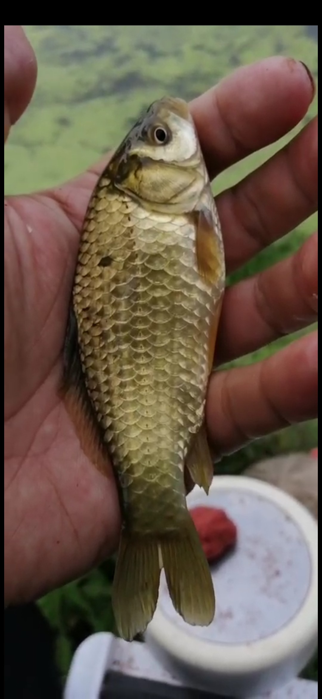 野钓小鱼闹窝怎么办用几号钩,野钓小鱼闹窝怎么解决