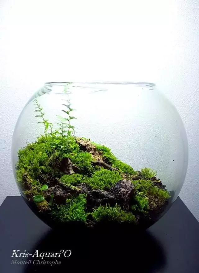 胶囊微景观,胶囊景观