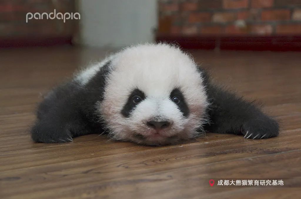 熊猫拍照怎么拍出高级感,熊猫拍照拍摄姿势