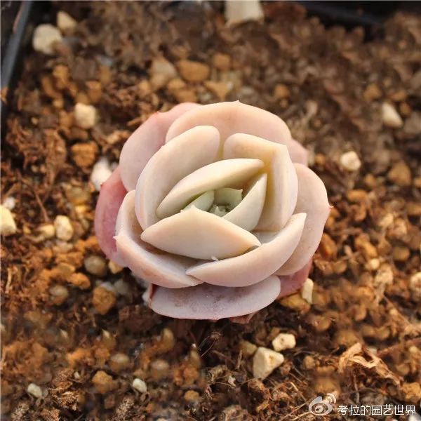 那些年被肉友爱过且脸盲过的月影系！你都有吗？