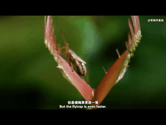 植物大战僵尸盘点那些奇葩的植物,植物大战僵尸最诡异的十大植物