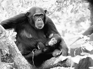 世界大瘟疫后会发生什么,世界重大瘟疫灾难事件