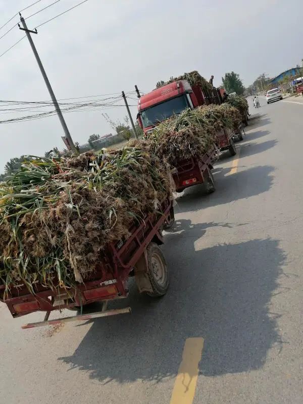 大蒜行情中牟大蒜,中牟大蒜今年蒜价