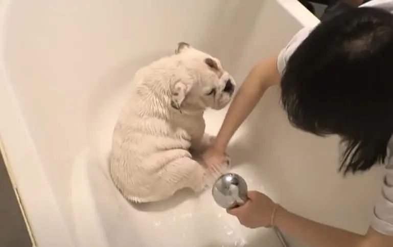 小奶狗怎么越吃越瘦是什么原因,小奶狗太瘦如何快速长胖