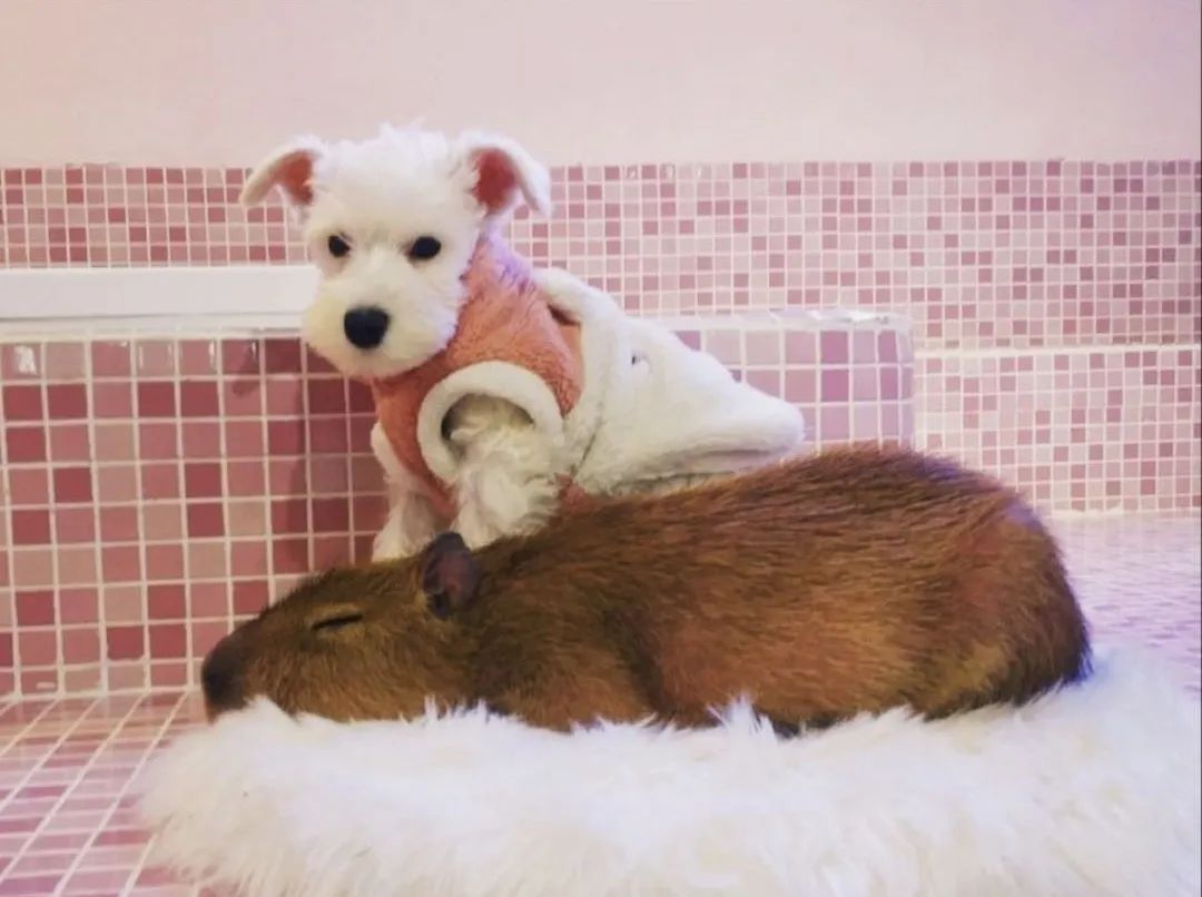 网友吸猫撸狗,吸猫撸狗的地方