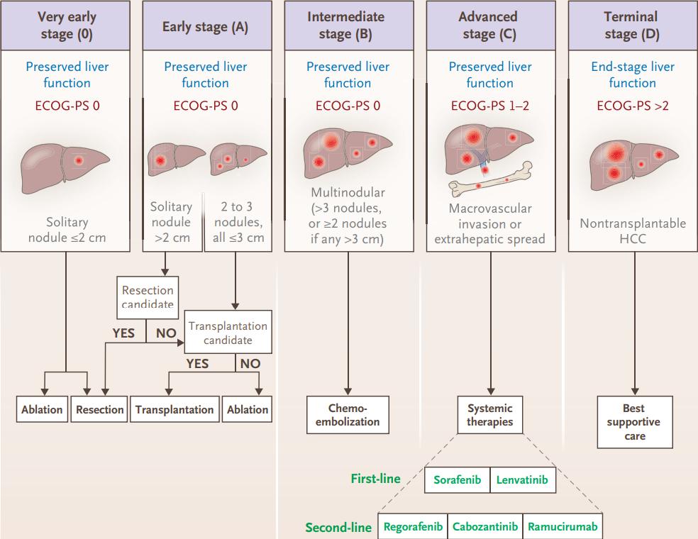 NEJM重磅：创造历史！免疫治疗首次取得晚期肝癌一线治疗成功，患者1年生存率达67.2%|临床大发现
