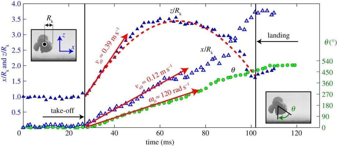 一粒爆米花的诞生,一粒爆米花的视频