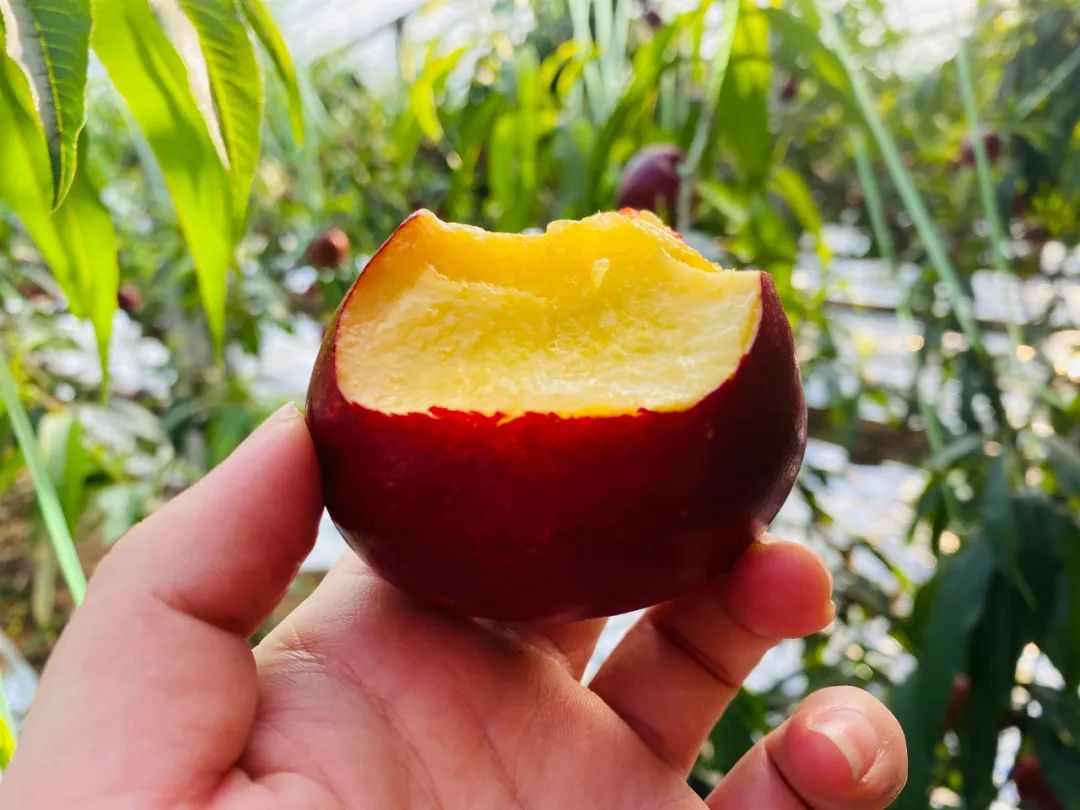 油桃汁水,黄心油桃5斤应季大桃子