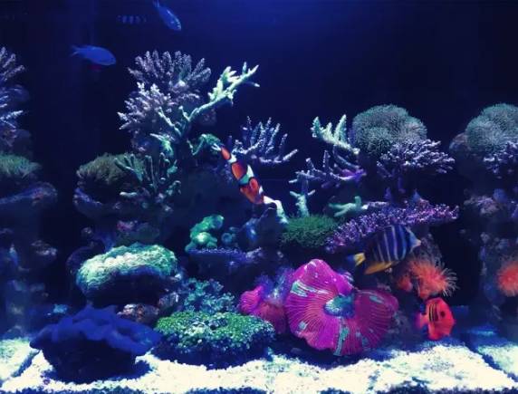 简易海缸开缸教程新手入门,海缸开缸适合养什么