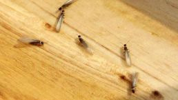 屋里白色小飞虫咬人,家里好多黑色的带壳小飞虫咬人吗