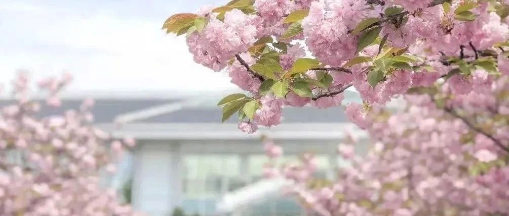 直播带你走近上外日语！上外“享”你，学长学姐说：学思汉和，拨云见“日”