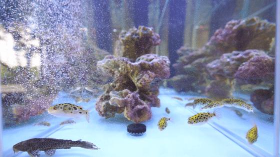 日本河豚料理杭州唯一一家,吃河豚最好的餐厅