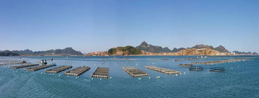 日本河豚料理杭州唯一一家,吃河豚最好的餐厅