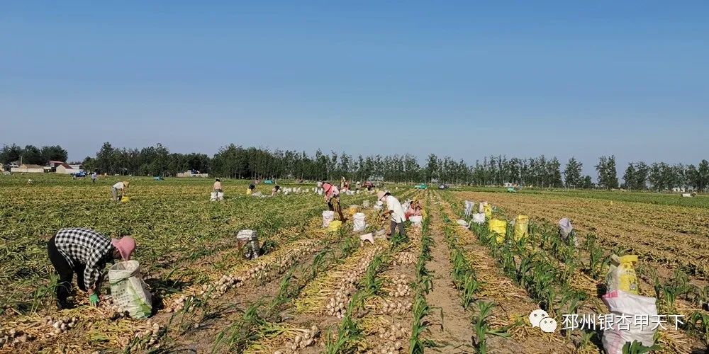 大蒜收获季！邳州强化服务助农解忧