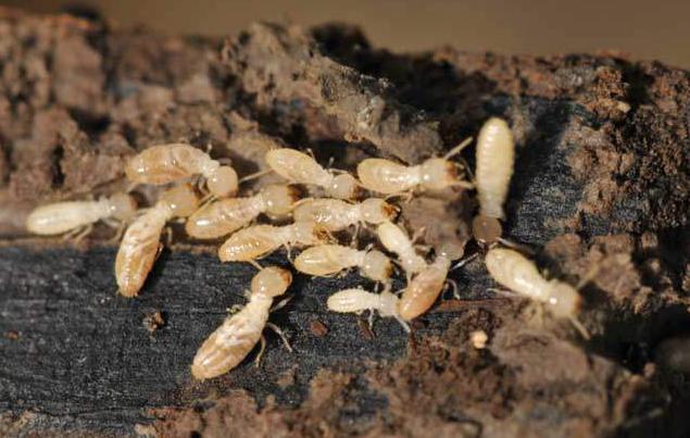 白蚁怎样预防进入木屋,白蚁怎么处理最好的方法