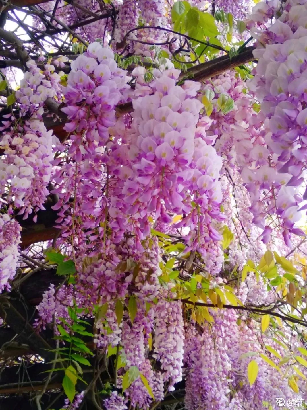 绿道有哪些科普,绿道花卉