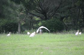 这样的鸟兽胖友圈,你见过吗?