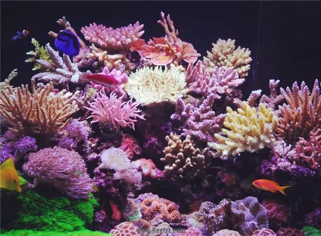 养海缸新手入门小缸,海缸开缸有哪几种方法